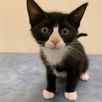 Rescue Domestic Short Hair Cats for Adoption in Lynchburg, Virginia - Frappuccino | PetCurious