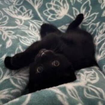 Zelda -  Domestic Short Hair Cat Available for Adoption in Cape Saint Claire, Maryland - Zelda | PetCurious