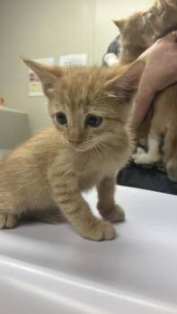 George -  Domestic Short Hair Cat for Adoption in Conway, Arkansas - George | PetCurious