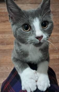 Rescue Domestic Short Hair Cats for Adoption in Buffalo, New York - Mitsy | PetCurious