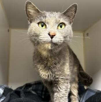Myrtle -  Domestic Short Hair Cat for Adoption in Reisterstown, Maryland - Myrtle | PetCurious