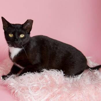 Silky Sweet -  Tuxedo and Domestic Short Hair Cat for Adoption in Friendswood, Texas - Silky Sweet | PetCurious