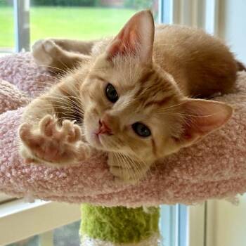 Ariel -  Tabby Cat for Adoption in Trophy Club, Texas - Ariel | PetCurious