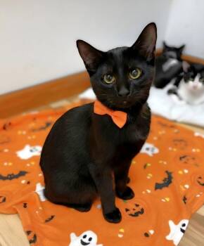 Jet -  Domestic Short Hair Cat for Adoption in New Albany, Ohio - Jet | PetCurious