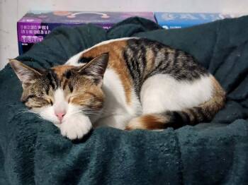 Domestic Short Hair Cats Available for Adoption in Muskegon, Michigan - LunchBox ( Callie XXXV ) | PetCurious