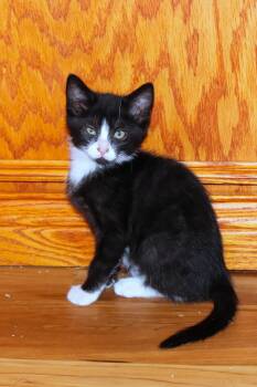 River -  Domestic Short Hair Cat for Adoption in Urbana, Ohio - River | PetCurious