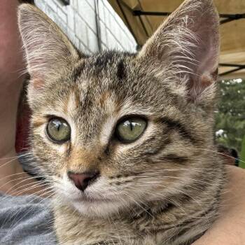 Rescue Tabby and Domestic Short Hair Cats for Adoption in Harrisburg, Pennsylvania - Hermione Granger | PetCurious