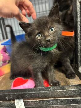 Dopey -  Domestic Short Hair Cat Available for Adoption in Algona, Iowa - Dopey | PetCurious