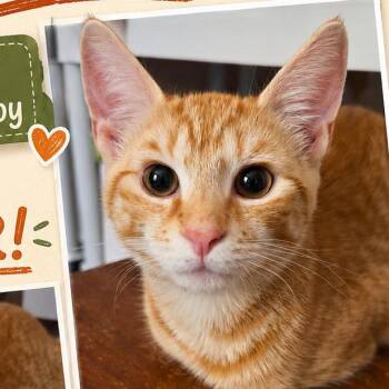 Acorn -  Domestic Short Hair Cat for Adoption in Mount Laurel Township, New Jersey - Acorn | PetCurious