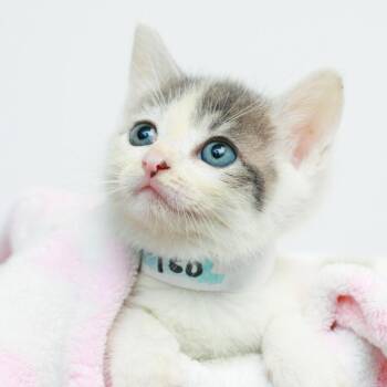 F-150 -  Domestic Short Hair Cat for Adoption in Hattiesburg, Mississippi - F-150 | PetCurious