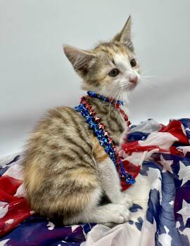 Lainey -  Domestic Short Hair Cat for Adoption in Huntington Beach, California - Lainey | PetCurious