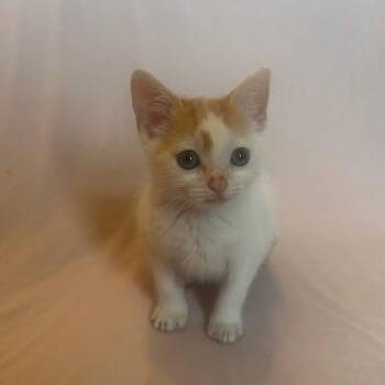 Almond -  Domestic Short Hair Cat Available for Adoption in Fort Lauderdale, Florida - Almond | PetCurious