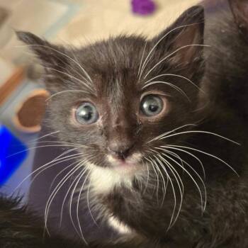 Spider -  Domestic Short Hair Cat for Adoption in West Olive, Michigan - Spider | PetCurious