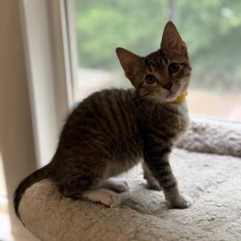 Poppy -  Domestic Short Hair Cat for Adoption in Franklin, Tennessee - Poppy | PetCurious
