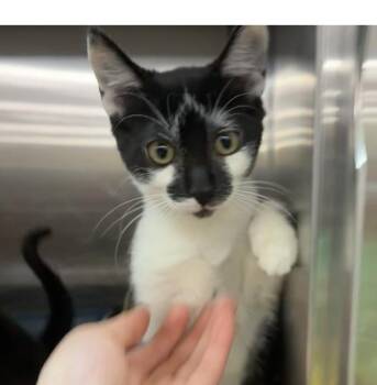 Greer -  Domestic Short Hair Cat for Adoption in Covington, Louisiana - Greer | PetCurious