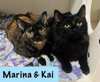 Rescue Domestic Long Hair Cats for Adoption in Saint Clair, Michigan - Marina & Kai | PetCurious