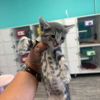 Ripley -  Domestic Medium Hair Cat for Adoption in Lake Jackson, Texas - Ripley | PetCurious