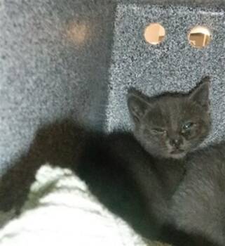 CHALK -  Domestic Short Hair Cat Available for Adoption in San Jose, California - CHALK | PetCurious