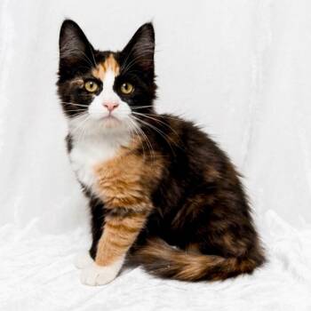 Mochi -  Domestic Medium Hair Cat for Adoption in Miami, Florida - Mochi | PetCurious