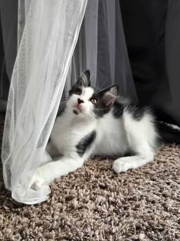 Karma -  Domestic Short Hair Cat for Adoption in Penryn, California - Karma | PetCurious
