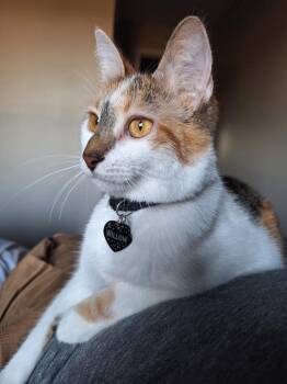 Willow -  Domestic Short Hair Cat Available for Adoption in Sioux Falls, South Dakota - Willow | PetCurious