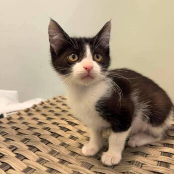 Thistle -  Domestic Short Hair Cat for Adoption in Plainfield, Illinois - Thistle | PetCurious