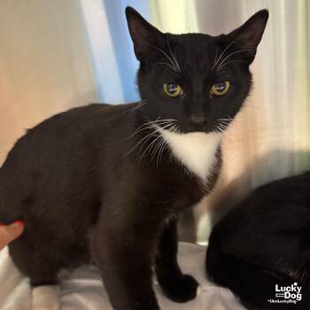 Domestic Short Hair Cats Available for Adoption in Washington, District Of Columbia - Topher | PetCurious
