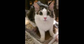 Bookmark 7600 -  Domestic Medium Hair Cat for Adoption in Dallas, Texas - Bookmark 7600 | PetCurious