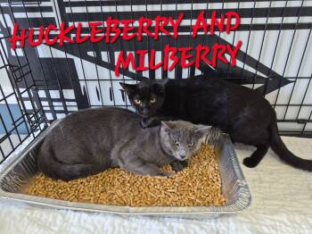 Rescue Domestic Short Hair Cats for Adoption in Rome, Georgia - Huckleberry | PetCurious