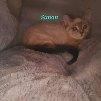 Simon -  Domestic Short Hair Cat for Adoption in Diamond Springs, California - Simon | PetCurious
