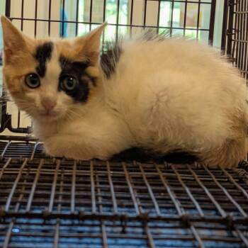 Oatmeal -  Domestic Short Hair Cat for Adoption in Lynchburg, Virginia - Oatmeal | PetCurious