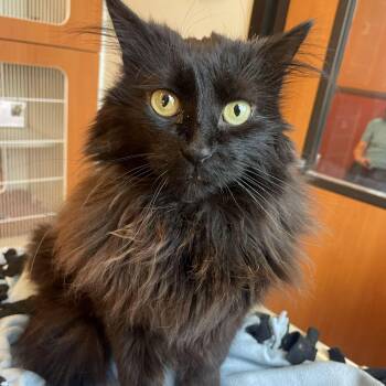Audi -  Domestic Medium Hair Cat for Adoption in Rochester, Minnesota - Audi | PetCurious