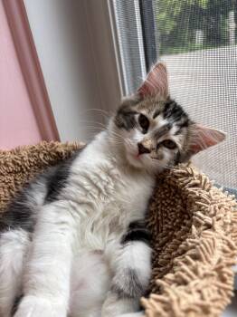 AJ -  Domestic Short Hair Cat for Adoption in Montreal, Quebec - AJ | PetCurious