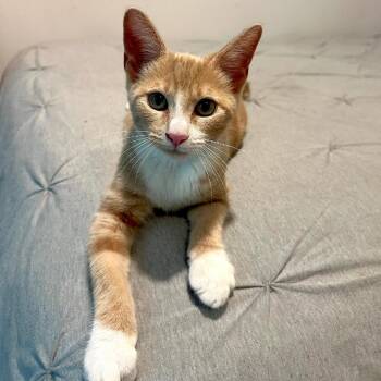 Slinky -  Domestic Short Hair Cat for Adoption in Houston, Texas - Slinky | PetCurious