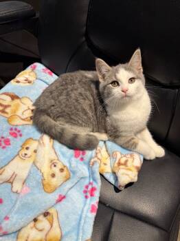 Rescue Domestic Short Hair Cats for Adoption in Arthur, Ontario - Nemo 2 | PetCurious