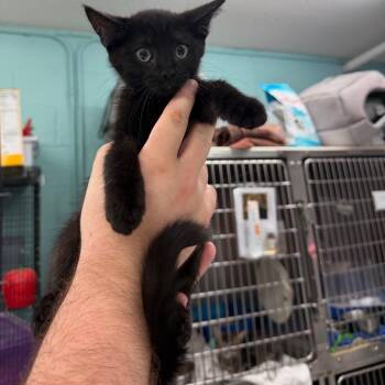 Bobbidi -  Domestic Short Hair Cat for Adoption in Port Charlotte, Florida - Bobbidi | PetCurious