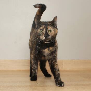 Beeker C71208 -  Domestic Short Hair Cat for Adoption in Minnetonka, Minnesota - Beeker C71208 | PetCurious