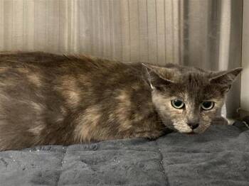 Rescue Domestic Short Hair Cats for Adoption in Tustin, California - JULIA | PetCurious