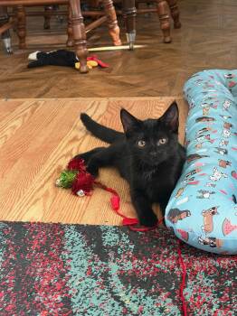 Bellatrix -  American Shorthair Cat for Adoption in Erwin, Tennessee - Bellatrix | PetCurious