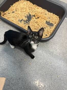 Arya -  Domestic Short Hair Cat for Adoption in Fort Collins, Colorado - Arya | PetCurious