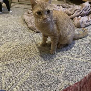 Theo -  Domestic Short Hair Cat for Adoption in Lititz, Pennsylvania - Theo | PetCurious