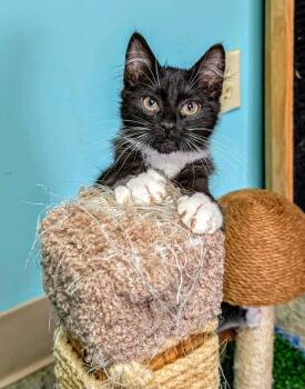Gumbo -  Domestic Long Hair Cat for Adoption in Ellijay, Georgia - Gumbo | PetCurious