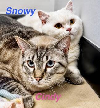 Cindy and Snowy -  Siamese and British Shorthair Cat for Adoption in Casselberry, Florida - Cindy And Snowy | PetCurious