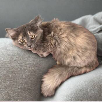 Domestic Medium Hair Cats Available for Adoption - Desiree | PetCurious