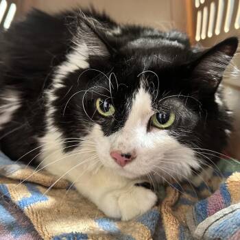 Domestic Short Hair Cats Available for Adoption in Tampa, Florida - Miller (Milo) | PetCurious