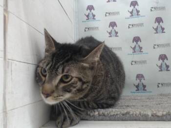Domestic Short Hair Cats Available for Adoption in Orlando, Florida - HAZEL | PetCurious
