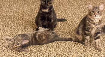 Swirli -  Tabby and Domestic Long Hair Cat for Adoption in Pompano Beach, Florida - Swirli | PetCurious