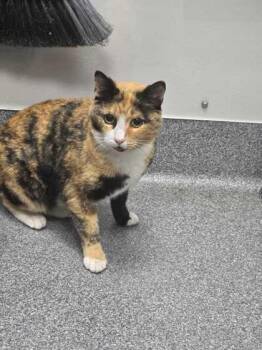 Domestic Short Hair Cats Available for Adoption in Sevierville, Tennessee - Quigley | PetCurious