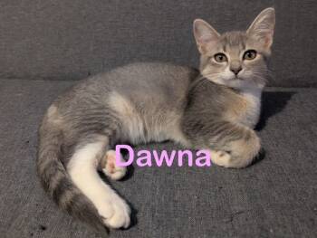 Rescue Domestic Short Hair Cats for Adoption in New Bern, North Carolina - DAWNA Kitten | PetCurious