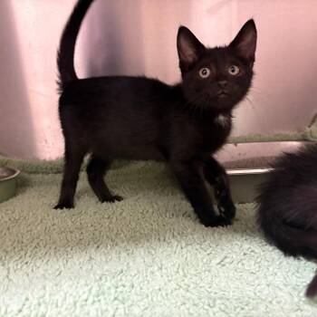 Coal 9413 -  Domestic Short Hair Cat for Adoption in Columbus, Georgia - Coal 9413 | PetCurious